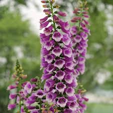 Attēlu rezultāti vaicājumam “Digitalis purpurea”