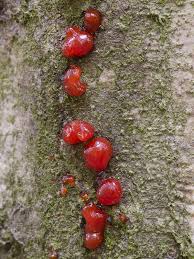 Attēlu rezultāti vaicājumam “Anthostoma decipiens”