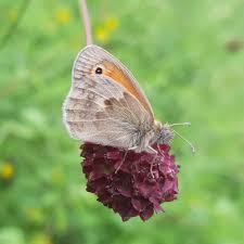 Attēlu rezultāti vaicājumam “Coenonympha pamphilus upperside”