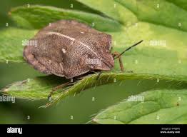 Attēlu rezultāti vaicājumam “Eurygaster testudinaria”