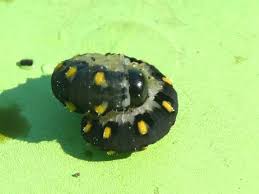 Attēlu rezultāti vaicājumam “Tenthredo mandibularis”