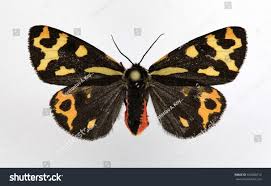 Attēlu rezultāti vaicājumam “Parasemia plantaginis”