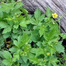 Attēlu rezultāti vaicājumam “Geum urbanum flower”