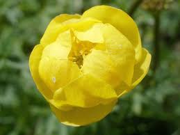 Image result for Trollblume