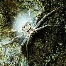 Attēlu rezultāti vaicājumam “Philodromus sp.”