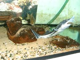 Image result for Huso brevirostrum