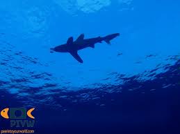 Image result for Carcharhinus longimanus