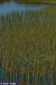 Attēlu rezultāti vaicājumam “Carex rostrata”