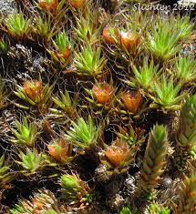 Attēlu rezultāti vaicājumam “Polytrichum piliferum”