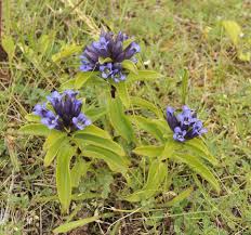 Attēlu rezultāti vaicājumam “Gentiana cruciata”
