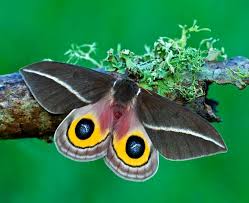 Attēlu rezultāti vaicājumam “Agonopterix hypericella imago”