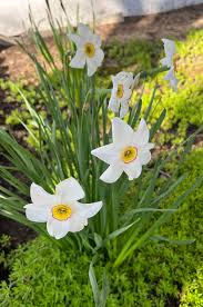 Attēlu rezultāti vaicājumam “Narcissus poeticus”