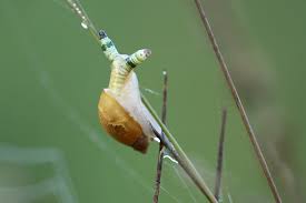 Attēlu rezultāti vaicājumam “Leucochloridium paradoxum larva”