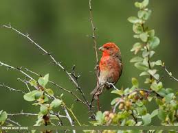 Attēlu rezultāti vaicājumam “Carpodacus erythrinus adult”