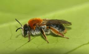 Attēlu rezultāti vaicājumam “Andrena haemorrhoa female”