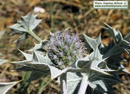 Attēlu rezultāti vaicājumam “Eryngium maritimum”