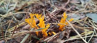 Attēlu rezultāti vaicājumam “Calocera viscosa”