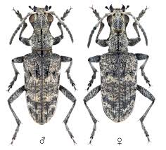 Attēlu rezultāti vaicājumam “Rhagium inquisitor”