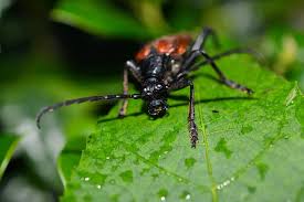 Attēlu rezultāti vaicājumam “Stenurella melanura”