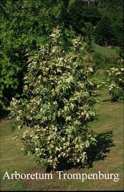 Attēlu rezultāti vaicājumam “Populus x jackii”