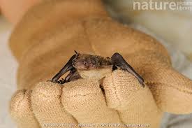 Attēlu rezultāti vaicājumam “Pipistrellus nathusii”