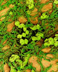 Attēlu rezultāti vaicājumam “Pleurococcus vulgaris”