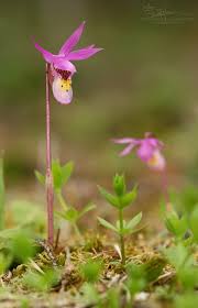 Attēlu rezultāti vaicājumam “Reticularia lobata young”