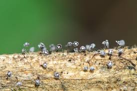 Attēlu rezultāti vaicājumam “Didymium bahiense macro”