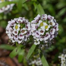Attēlu rezultāti vaicājumam “Lobularia maritima”