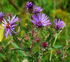 Attēlu rezultāti vaicājumam “Symphyotrichum novae-angliae flower”