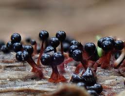 Attēlu rezultāti vaicājumam “Metatrichia floriformis macro”