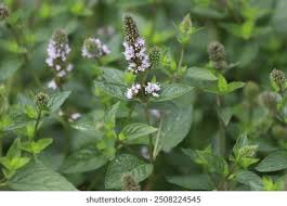 Attēlu rezultāti vaicājumam “Mentha x piperita leaf”