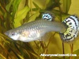 images?qtbnANd9GcR1pnLfSe b72vlGD2Y5J7jxXFovm2rplMbH60BRReY 0cQTz21