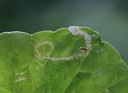 Attēlu rezultāti vaicājumam “Phytomyza ranunculi”