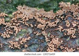 Attēlu rezultāti vaicājumam “Merismodes anomala”