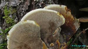 Attēlu rezultāti vaicājumam “Inonotus leporinus”