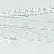 Attēlu rezultāti vaicājumam “Tanytarsus”