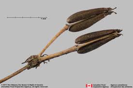 Attēlu rezultāti vaicājumam “Anthriscus sylvestris fruit”