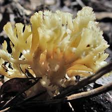 Attēlu rezultāti vaicājumam “Clavulina coralloides”