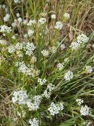Attēlu rezultāti vaicājumam “Lobularia maritima”