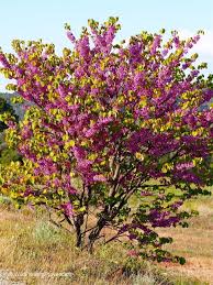 Attēlu rezultāti vaicājumam “Cercis siliquastrum”