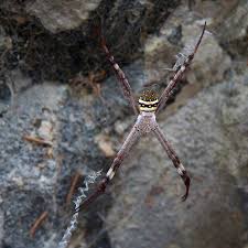 Image result for st andrews cross spider