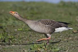 Attēlu rezultāti vaicājumam “Anser anser adult”