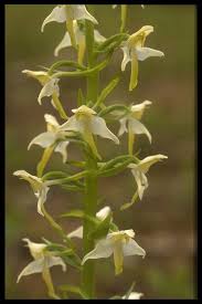 Attēlu rezultāti vaicājumam “Platanthera chlorantha”