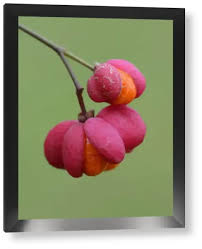 Attēlu rezultāti vaicājumam “Euonymus europaeus fruit”