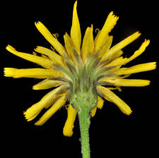 Attēlu rezultāti vaicājumam “Hieracium umbellatum”