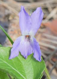 Attēlu rezultāti vaicājumam “Viola collina flower”