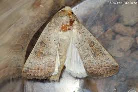 Attēlu rezultāti vaicājumam “Noctuidae”