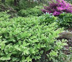 Attēlu rezultāti vaicājumam “Polygonatum odoratum”