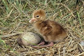 Attēlu rezultāti vaicājumam “Grus grus nest”